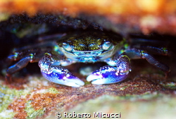 Hiding Little blue crab by Roberto Micucci 